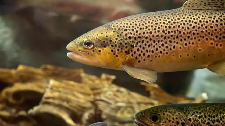 Turangi Trout Centre stay at Riverside Apartment