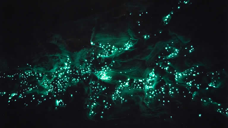 Waitomo caves glow worms Taupo Accommodation