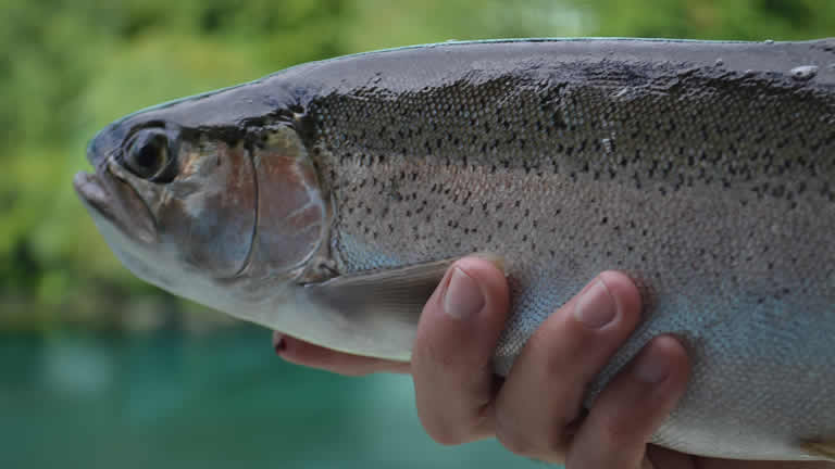 Fish for trout from Riverside Apartment Taupo