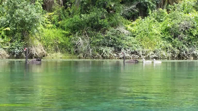 Free float tour kayaks Waikato River